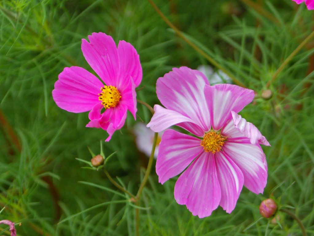 Dei bei fiori bianchi e rosa in attesa di un nome